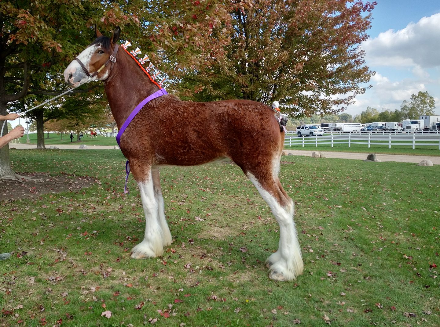 2 year old shire filly